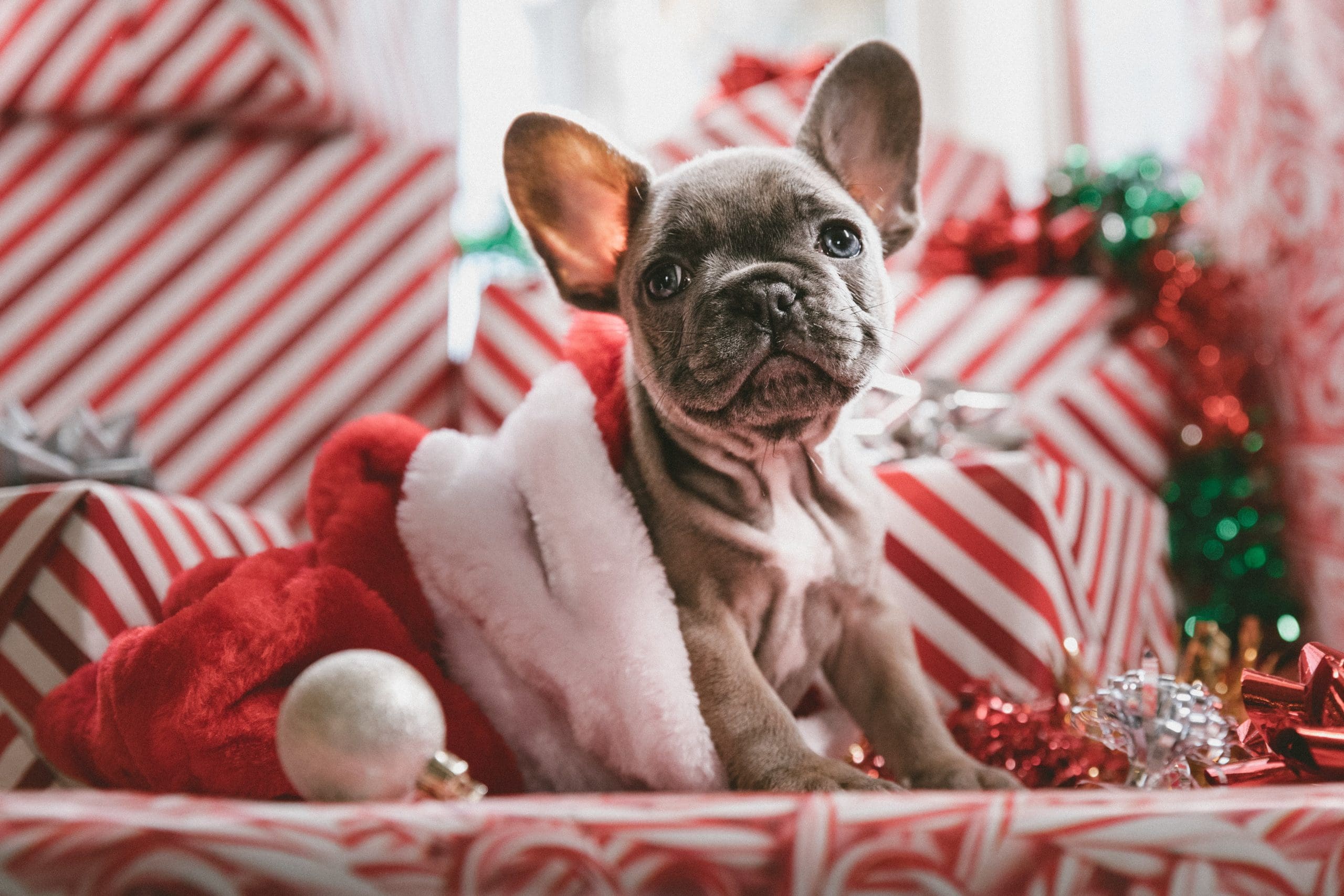 Gift Guide: For Your Four Legged Friend 🐾