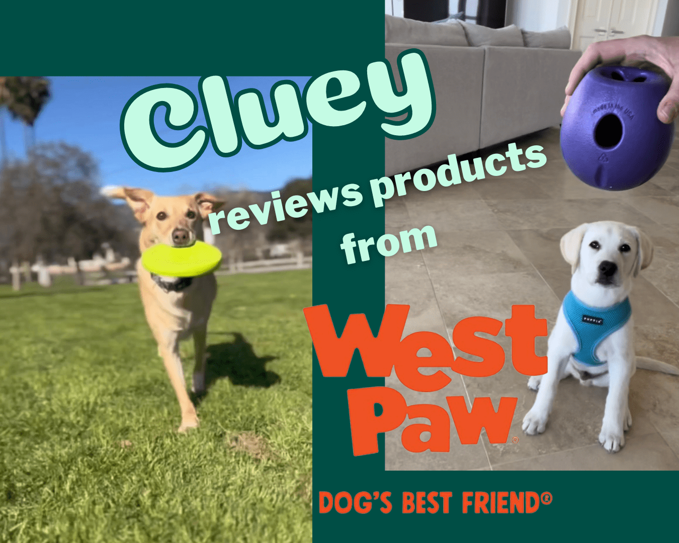 Cluey Product Reviews: West Paw